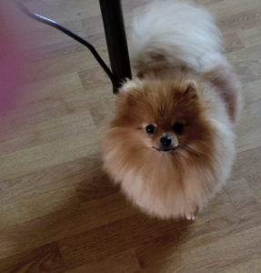 female-Pomeranian---Yarburg-Sivilia