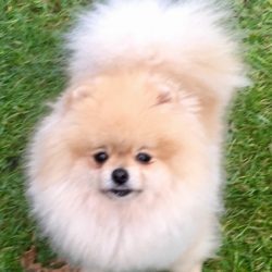 pomeranian girl Gina pom