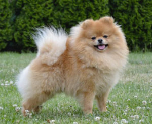 Pomeranian pes (male)