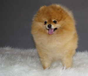 Pomeranian pes (male)