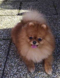 female-Pomeranian-Lili