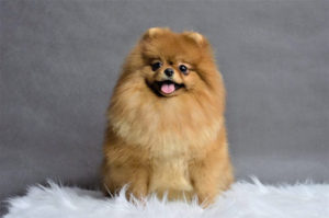 Lili-female-Pomeranian