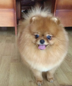 female-Pomeranian-Lili