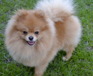 Pomeranian pes (male)