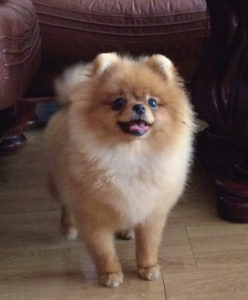 female-Pomeranian-Lili