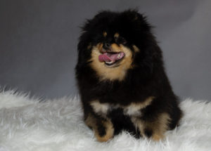 Pomeranian-female-Betty